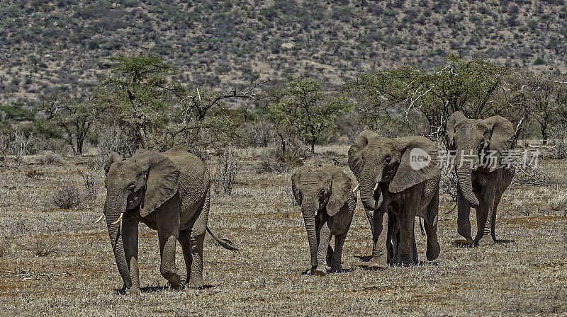 非洲丛林象或非洲草原象(Loxodonta africana)是两种非洲象中较大的一种。肯尼亚桑布鲁国家保护区。一群正在行走的大象。